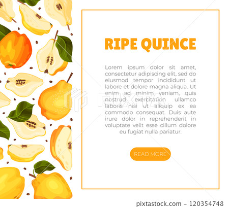 Quince Fruit Banner Design with Ripe Crop Vector Template 120354748
