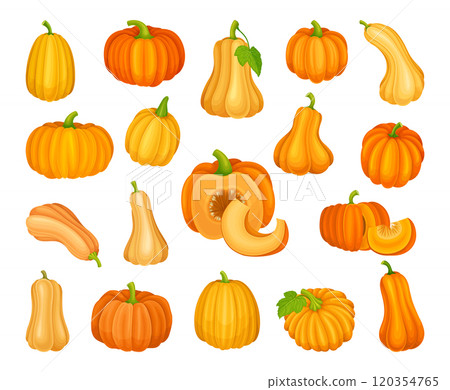 Orange Pumpkin Ripe and Bright Garden Crop Vector Set Orange Pumpkin Ripe and Bright Garden Crop Vector Set 120354765