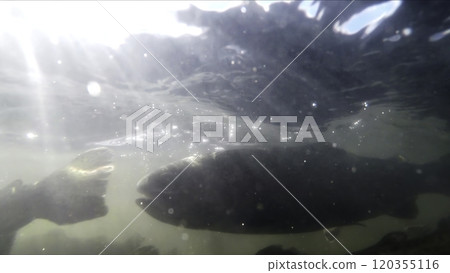 Experience an aweinspiring underwater fish encounter in the beautifully clear waters. Stock Clip Experience an aweinspiring underwater fish encounter in the beautifully clear waters. Stock Clip 120355116