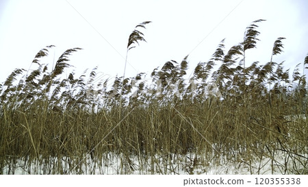 Winter reeds stand beautifully against a pale sky, creating a calming atmosphere. Stock Clip 120355338