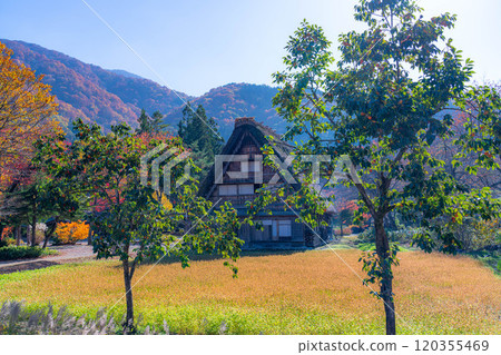 [World Heritage Site] Shirakawa-go in full autumn color [Gifu Prefecture] 120355469