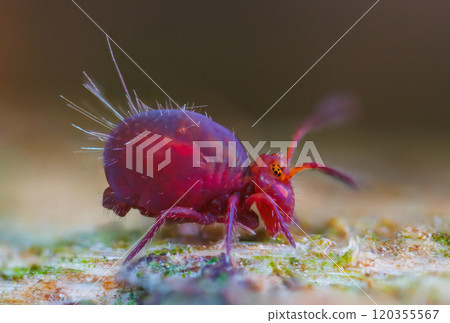 Globular springtail Dicyrtomina ornata or fusca in very close view Globular springtail Dicyrtomina ornata or fusca in very close view 120355567