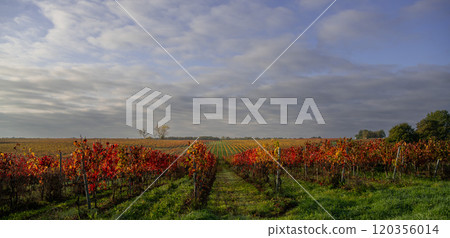 Bordeaux Vineyard at sunrise in autumn, Entre deux mers, Gironde 120356014