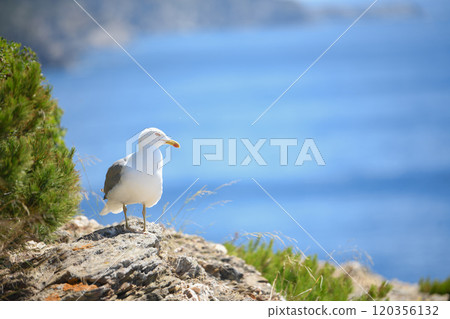 Seagulls and wildlife, Ile de Porquerolles, Provence, France Seagulls and wildlife, Ile de Porquerolles, Provence, France 120356132