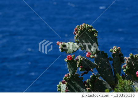 Cactus buds on blue background, Spider web, Porquerolles Island, France 120356136
