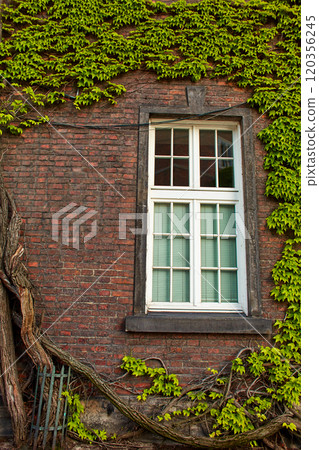 A building made of old red brick with lush green ivy climbing over it on the old Zamek Krolewski na Wawelu castle in the center of Krakow. A building made of old red brick with lush green ivy climbing over it on the old Zamek Krolewski na Wawelu castle in the center of Krakow. 120356245