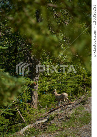 A herd of big horn sheep walk in the summer near the beautiful Lake Minewanka in the mountains of Banff National Park in Canada 120356253