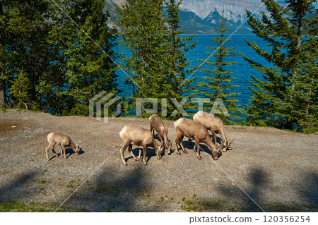 A herd of big horn sheep walk in the summer near the beautiful Lake Minewanka in the mountains of Banff National Park in Canada A herd of big horn sheep walk in the summer near the beautiful Lake Minewanka in the mountains of Banff National Park in Canada 120356254