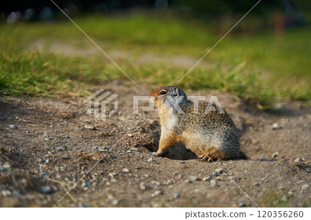 Prairie dogs in their native environment in the meadows in the mountains near their den. 120356260