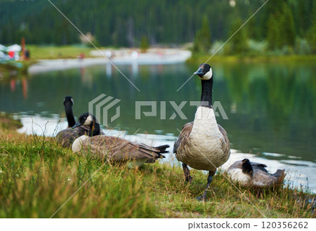 A flock of Canadian brown proud geese walk by the lake. A flock of Canadian brown proud geese walk by the lake. 120356262
