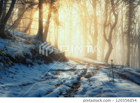 Fairy snowy forest in fog in beautiful winter at golden sunset 120356854