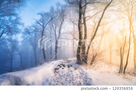 Snowy forest in fog. Winter landscape with snowy trees at sunrise 120356858