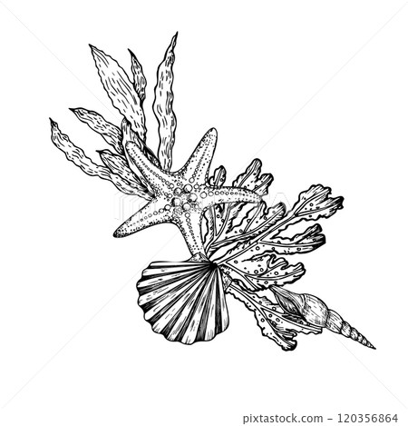 Vector composition. Shell, pebbles stones, starfish, coral. Hand painted line seaweed, laminaria. Graphic rock clip art isolated on background. Underwater illustration. For designers, invitations Vector composition. Shell, pebbles stones, starfish, coral. Hand painted line seaweed, laminaria. Graphic rock clip art isolated on background. Underwater illustration. For designers, invitations 120356864
