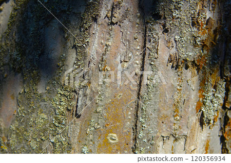 Close-up of Textured Tree Bark Showcasing Moss and Lichen in Natural Light 120356934