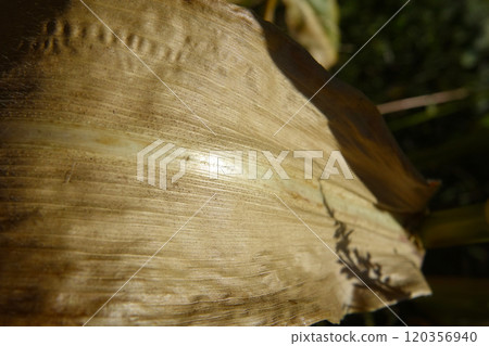 Close-up of Dry Corn Leaf Texture Highlighting Its Intricate Patterns and Shadows in Natural Light Close-up of Dry Corn Leaf Texture Highlighting Its Intricate Patterns and Shadows in Natural Light 120356940