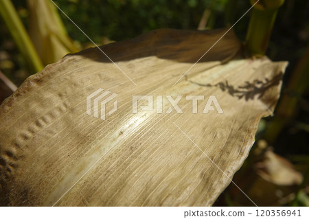 Close-up of a Dry Corn Leaf With Intricate Texture in a Field Under Bright Sunlight Close-up of a Dry Corn Leaf With Intricate Texture in a Field Under Bright Sunlight 120356941