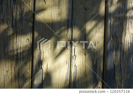 Old Wooden Wall With Cracked Paint and Shadow Play From Nearby Foliage in Natural Light Old Wooden Wall With Cracked Paint and Shadow Play From Nearby Foliage in Natural Light 120357116