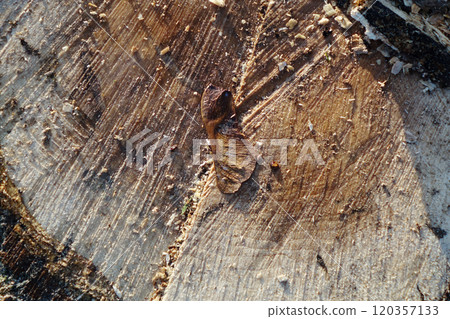 Tree slice after cutting with sawdust and ash leaves Tree slice after cutting with sawdust and ash leaves 120357133