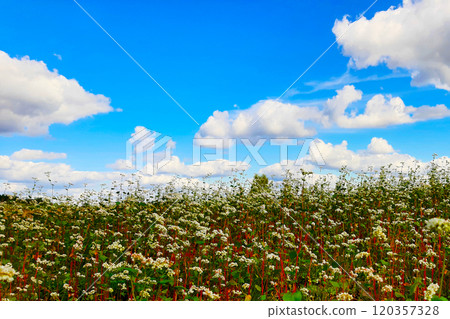 Buckwheat Fields in Full Bloom Under a Bright Blue Sky on a Sunny Day 120357328