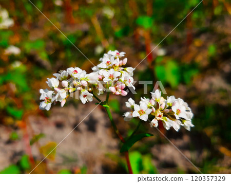 Buckwheat Plants Bloom Naturally in a Vibrant Field During the Warm Summer Months 120357329