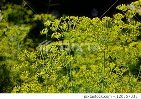 Dill with blooming yellow flowers in the form of cups and umbrellas. Bright light colors and dark green background. 120357335