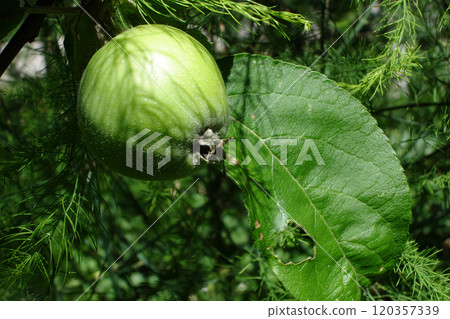 Green Apple Hanging From a Branch In a Sunny Orchard Green Apple Hanging From a Branch In a Sunny Orchard 120357339