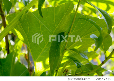Vibrant Green Leaves Flourishing in a Sunny Garden During Late Springtime Vibrant Green Leaves Flourishing in a Sunny Garden During Late Springtime 120357340