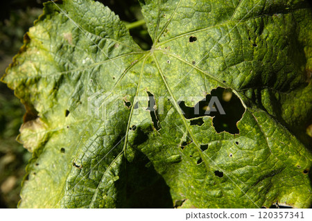 Lush Green Leaves Showing Signs of Damage in a Vibrant Garden During Sunny Day Lush Green Leaves Showing Signs of Damage in a Vibrant Garden During Sunny Day 120357341