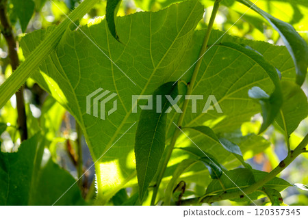 Lush Green Plant Leaves Flourishing in a Vibrant Garden Under Bright Sunlight Lush Green Plant Leaves Flourishing in a Vibrant Garden Under Bright Sunlight 120357345