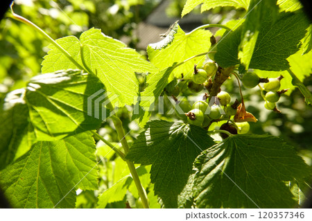 Lush Green Leaves and Developing Fruit in a Sunlit Garden During Early Summer 120357346