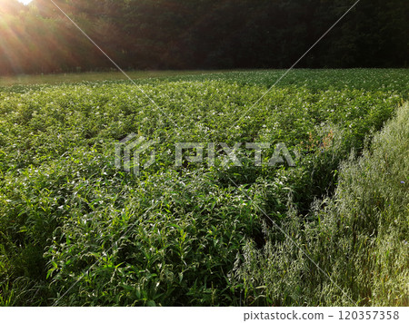 Potatoes during flowering grow in a vegetable garden in the forest in the rays of the summer sun 120357358