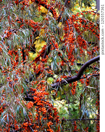 Sea buckthorn tree branches with ripe orange fruits berries Sea buckthorn tree branches with ripe orange fruits berries 120357361