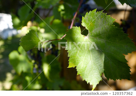 Close-Up Of Textured Grape Leaves Bathed In Afternoon Sunlight Against A Natural Background Close-Up Of Textured Grape Leaves Bathed In Afternoon Sunlight Against A Natural Background 120357362