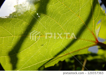 Textured Grape Leaves Under Natural Light With Intricate Veins and Shadows in a Vineyard 120357363