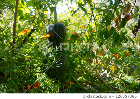 Young Green Bottle Gourd Hanging on Peach Tree Among Vibrant Marigold Flowers in Lush Garden 120357366