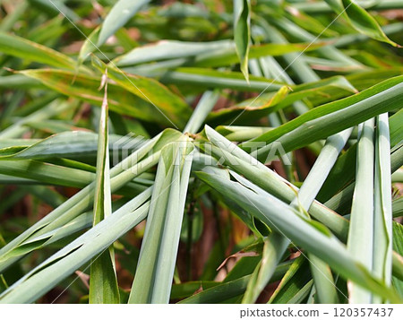Ecological photo of wilted bamboo leaves Ecological photo of wilted bamboo leaves 120357437