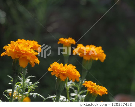 Marigold flowers and copy space Marigold flowers and copy space 120357438