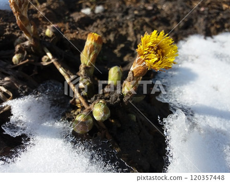 Bush of spring flowers Coltsfoot on white snow and ground. Medicinal plant yellow flower Bush of spring flowers Coltsfoot on white snow and ground. Medicinal plant yellow flower 120357448