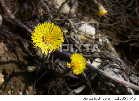 Coltsfoot early spring yellow flower medicinal plant. Wild flowers close-up. Coltsfoot early spring yellow flower medicinal plant. Wild flowers close-up. 120357449