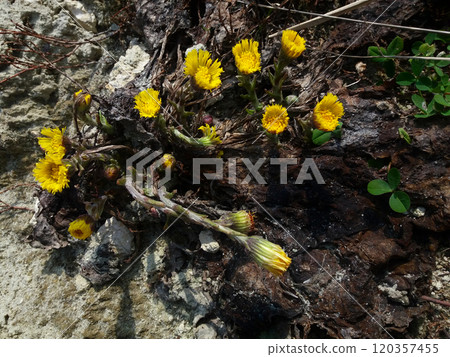 Group of spring flowers Coltsfoot bush. Medicinal plant with yellow buds. Group of spring flowers Coltsfoot bush. Medicinal plant with yellow buds. 120357455