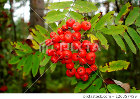 Red mountain ash on tree in forest, close-up bunch clustered of juicy berries and leaves on branch 120357459