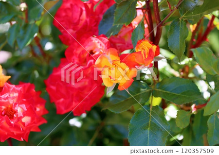 Rose flower rumba 120357509