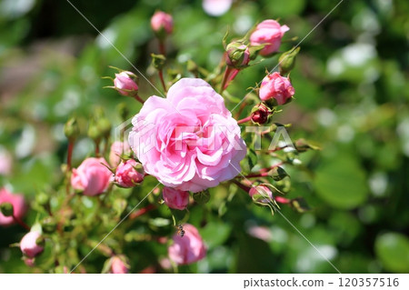 玫瑰花家和花園 玫瑰花家和花園 120357516