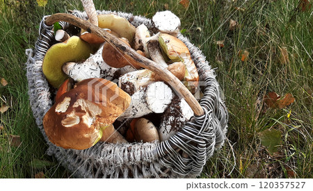 Boletus edulis mushroom basket on green grass forest meadow Boletus edulis mushroom basket on green grass forest meadow 120357527