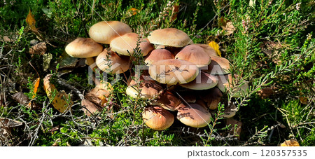 Enoki Family of winter honeysuckle Flammulina velutipes growing light brown caps in green grass Enoki Family of winter honeysuckle Flammulina velutipes growing light brown caps in green grass 120357535