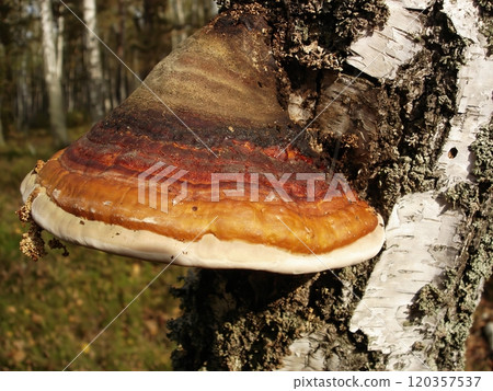 Fomitopsis Pinicola Fungus Growing On Birch Tree In Forest Fomitopsis Pinicola Fungus Growing On Birch Tree In Forest 120357537