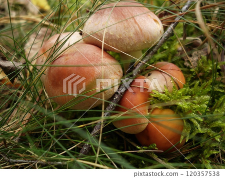 Group of Armillaria Mushrooms Growing in the Forest Grass 120357538