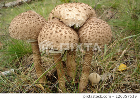 Group of Parasol Mushrooms Macrolepiota procera Growing in Grassy Meadow During Summer 120357539