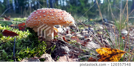 Red fly agaric Amanita muscaria poisonous mushroom white blots on a hat on green moss in the grass 120357548