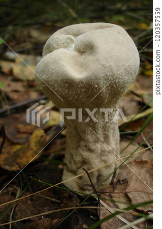 Warted Puffball Mushroom Lycoperdon perlatum Growing in Autumn Forest 120357559